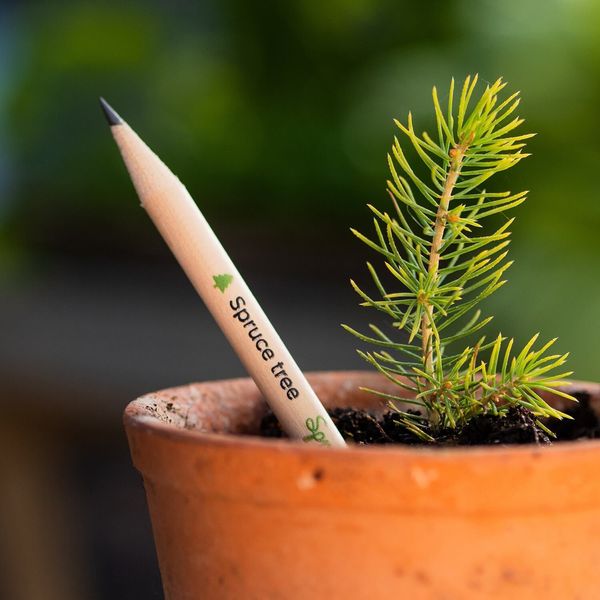 Ceruzából fa is lehet? | Sprout