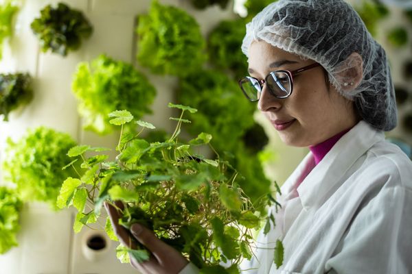 An innovative crop production of the future | Interview with Gréta Rácz, founder of Rotower