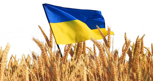 Cheap Ukrainian grain destroys Central Europe