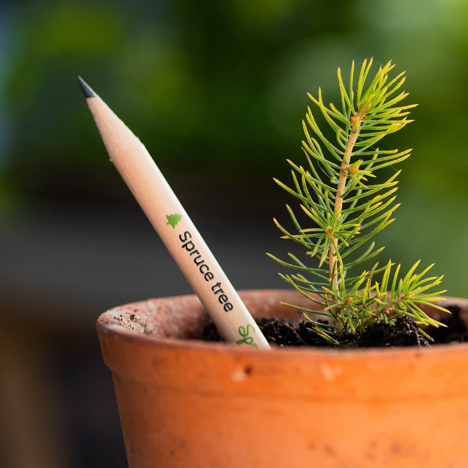Can trees grow out of pencils? | Sprout