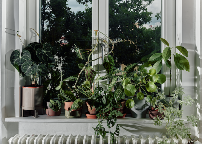 Plants in the language of art—introducing the Czech Haenke project