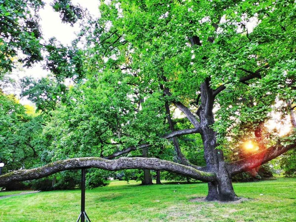 Polish oak voted European Tree of the Year
