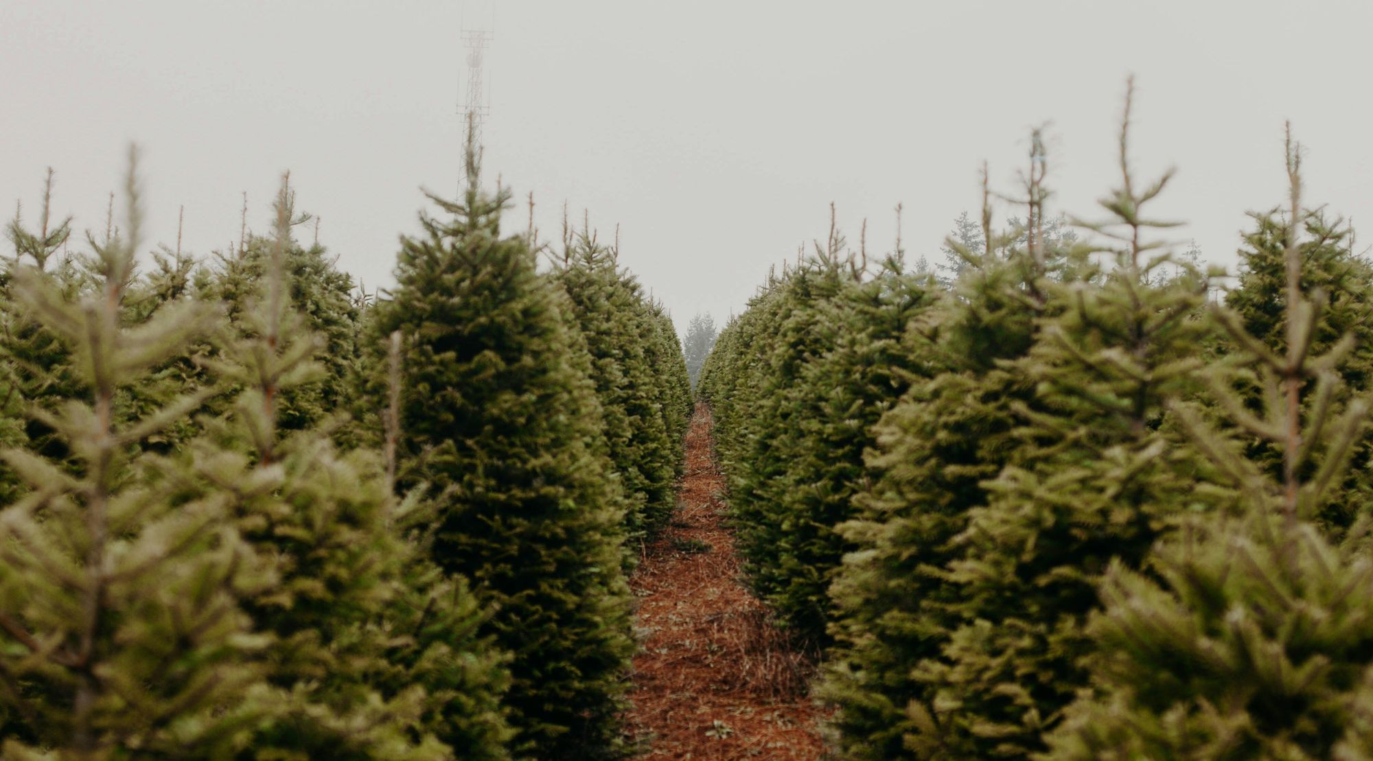 Egy karácsonyfa élete