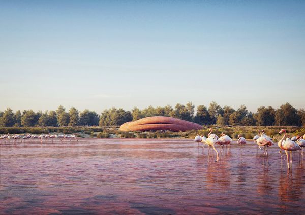 Czech studio to design the Abu Dhabi flamingo visitor center