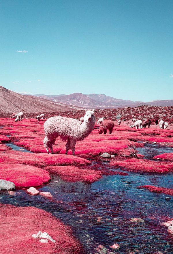 Alpacas in infrared | Paolo Pettigiani