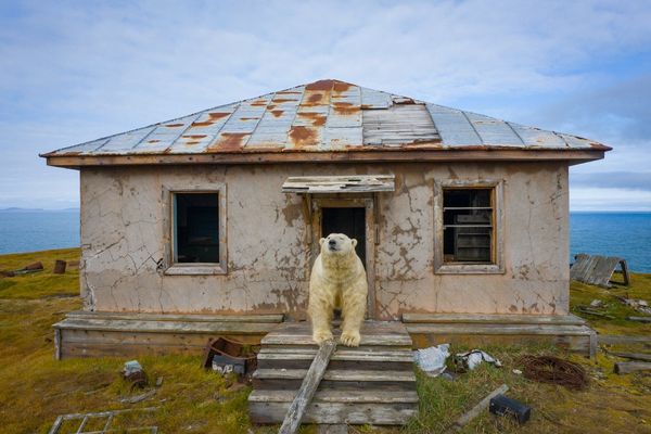 Polar bears have moved into abandoned Russian houses