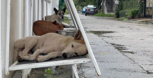 This unconventional solution provides shelter for stray dogs