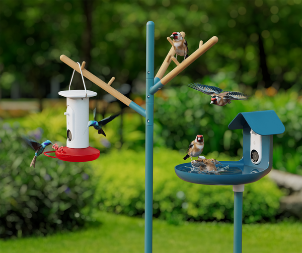 Bird feeder using artificial intelligence: the Bird Buddy!
