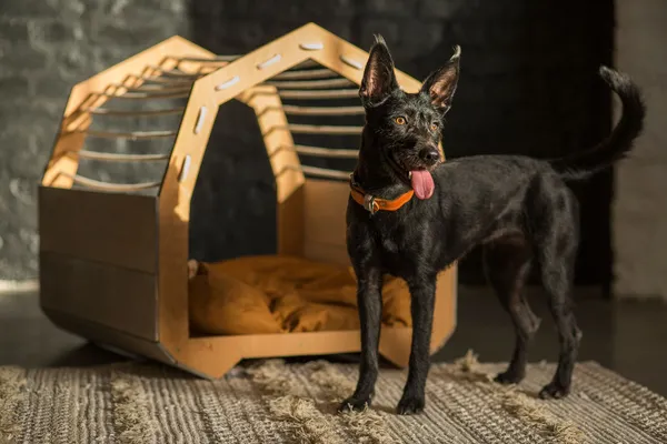 MÖKKI dog furniture | MAACRAFT X MADZAG