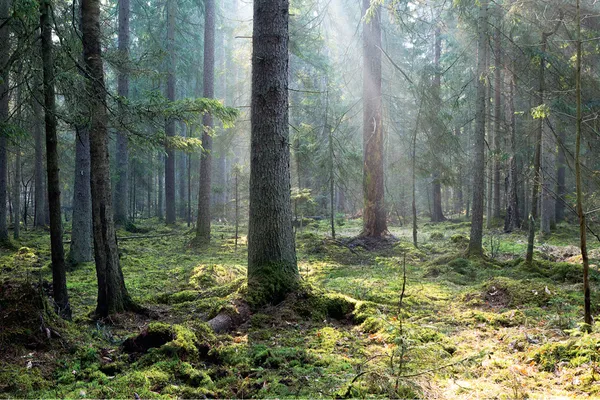 In the magical landscapes of Poland | Białowieza National Park