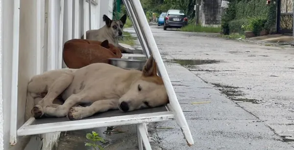Kóbor kuytusok feje fölé kerül tető ezzel a nem mindennapi megoldással