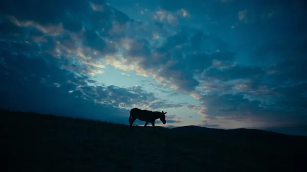 Jerzy Skolimowski’s film shortlisted for the Oscars