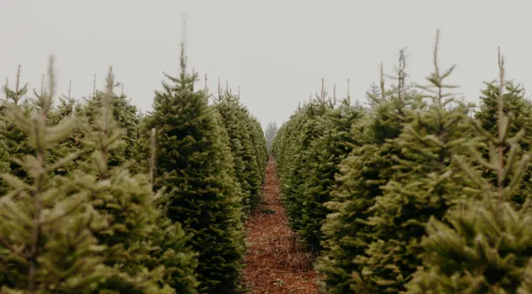 The Life of a Christmas Tree